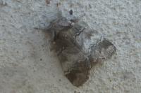 Drymonia querna