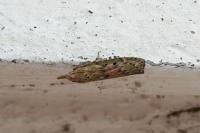 Aphomia sociella