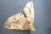 Pyralis farinalis