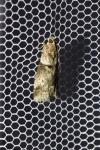 Acrobasis consociella