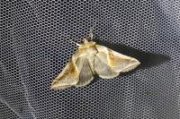 Habrosyne pyritoides
