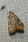 Hypsopygia costalis