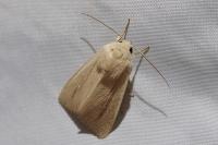 Mythimna sicula