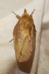 Euthrix potatoria
