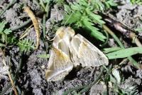 Habrosyne pyritoides