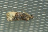 Hedya nubiferana