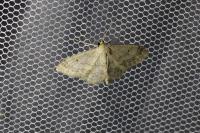 Idaea biselata