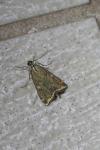 Loxostege sticticalis