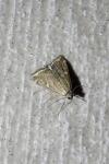 Loxostege sticticalis