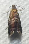 Strophedra nitidana