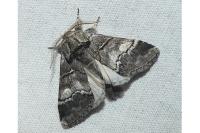 Drymonia querna