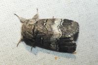 Drymonia querna