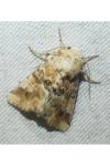 Eremobia ochroleuca