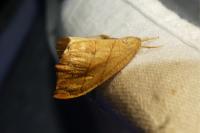 Falcaria lacertinaria