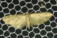 Eupithecia inturbata