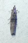Nephopterix angustella