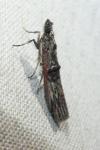Nephopterix angustella