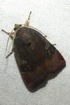 Noctua janthina