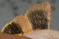 Noctua janthina