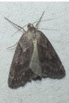 Pachycnemia hippocastanaria