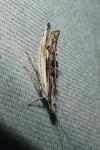 Ypsolopha scabrella