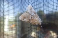 Eremobia ochroleuca