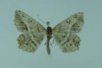 Chiasmia aestimaria