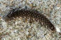 Proserpinus proserpina