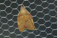 Carcina quercana