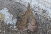 Synaphe punctalis