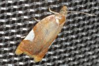 Acleris holmiana