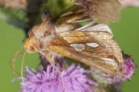 Plusia festucae