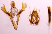 Dioryctria sylvestrella