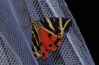 Euplagia quadripunctaria