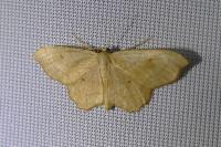 Idaea emarginata