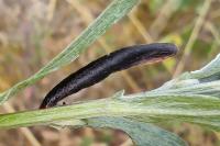 Coleophora conspicuella