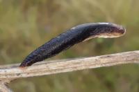 Coleophora conspicuella