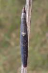 Coleophora conspicuella