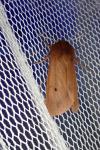 Phragmatobia fuliginosa