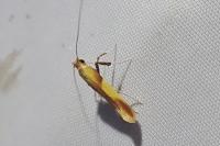 Caloptilia robustella