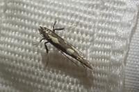 Calybites phasianipennella