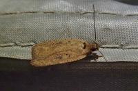 Agonopterix scopariella