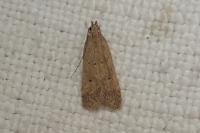 Helcystogramma lutatella