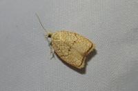Acleris forsskaleana