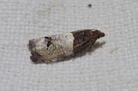 Notocelia roborana