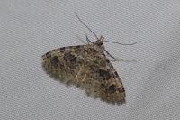 Alucita hexadactyla