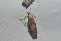 Phycita roborella