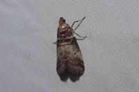 Acrobasis advenella