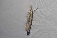 Crambus pascuella