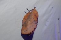 Gastropacha quercifolia